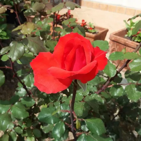 Landhuis La Casa Del Maestro